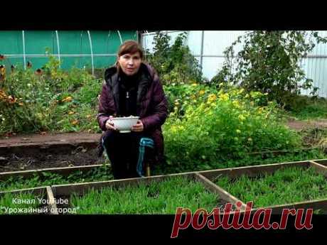 КОГДА САЖАТЬ ЛУК ПОД ЗИМУ