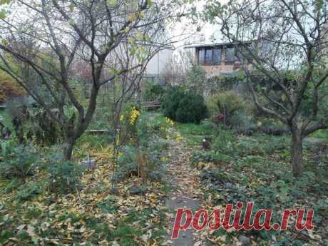 Осень: подзимний влагозарядный полив / полив / 7dach.ru