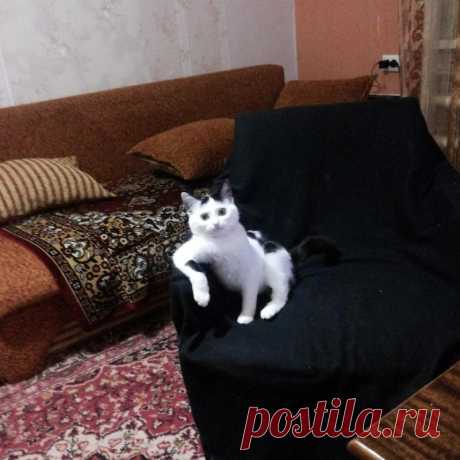 Почему я не очень люблю котов?