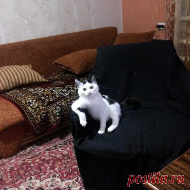 Почему я не очень люблю котов?