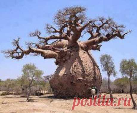 Baobab. Kruger Park