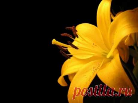 Обои с тегом Желтый. Лучше фото, картинки и заставки на рабочий стол