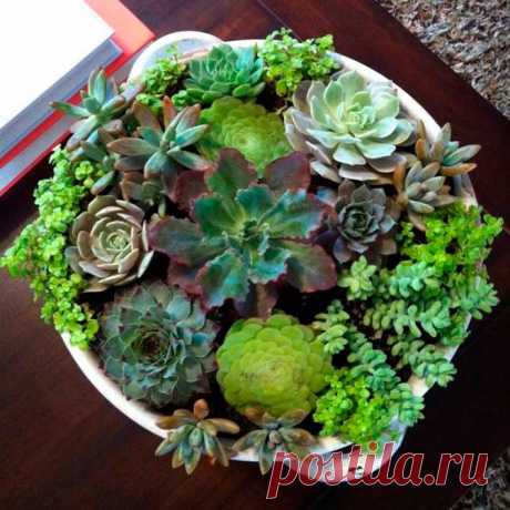 Комнатное растение Молодило (Sempervivum). Название рода, который включает в себя около 30 видов, переводится как &quot;всегда живое&quot; (лат. semper - &quot;всегда&quot; и vivus - &quot;живой&quot;). Не случайно молодило побегоносное (S.soboliferum) иначе называют &quot;&quot;живучкой&quot; - мясистые листья этого растения выказывают удивительную жизнеспособность. В июне-августе над шаровидными розетками листьев на 10-25 см поднимаются цветоносные стебли