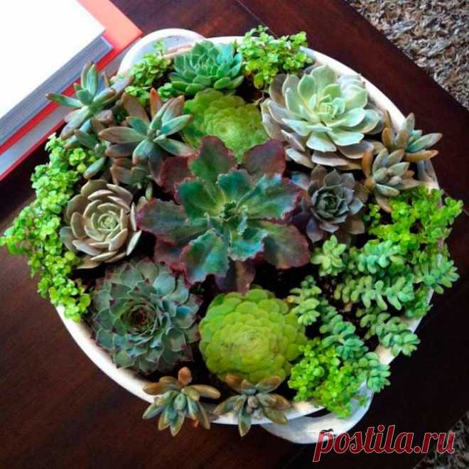 Комнатное растение Молодило (Sempervivum). Название рода, который включает в себя около 30 видов, переводится как "всегда живое" (лат. semper - "всегда" и vivus - "живой"). Не случайно молодило побегоносное (S.soboliferum) иначе называют ""живучкой" - мясистые листья этого растения выказывают удивительную жизнеспособность. В июне-августе над шаровидными розетками листьев на 10-25 см поднимаются цветоносные стебли