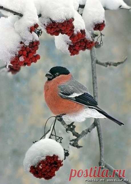 (243) ~winter bird~ снегирь | Птицы Ленинградской области