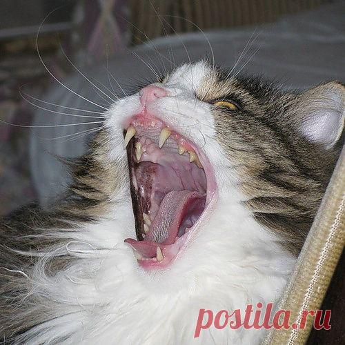 Светлана — «Зёва» на Яндекс.Фотках