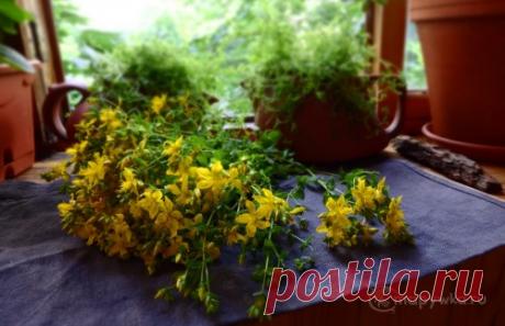 Заготовка цветов и травы зверобоя