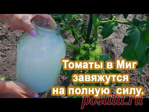 Томаты в Миг пойдут в рост Подкормка в Июне. Не пропустите и получите богатый урожай помидор.