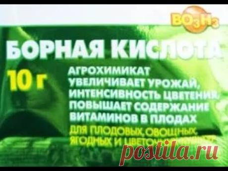 БОРНАЯ КИСЛОТА СУПЕР СРЕДСТВО ДЛЯ УВЕЛИЧЕНИЯ УРОЖАЯ