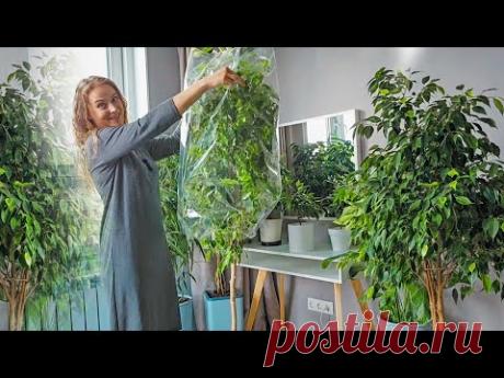 🟣🟢 СЕКРЕТЫ ПЫШНОГО ФИКУСА / Что я делаю, если фикус полысел/ Сделать фикус пышным/ Незабудка