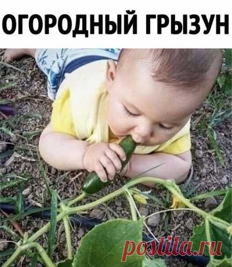 Самый милый грызун 
#еда #вкусно #блюда #рецепт #рецепты #торт #сладость #пирог #конфеты