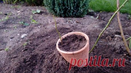 Китайский способ размножения роз — сразу в горшке, укореняются обычно все саженцы | Собираем урожай | Яндекс Дзен