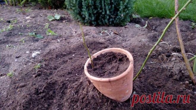 Китайский способ размножения роз — сразу в горшке, укореняются обычно все саженцы | Собираем урожай | Яндекс Дзен