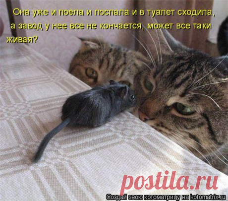 Лучшие котоматрицы за прошедшую неделю / Питомцы