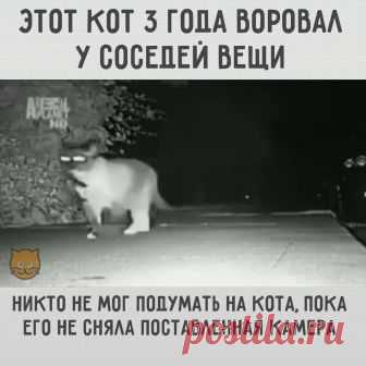 Кот - ворюга