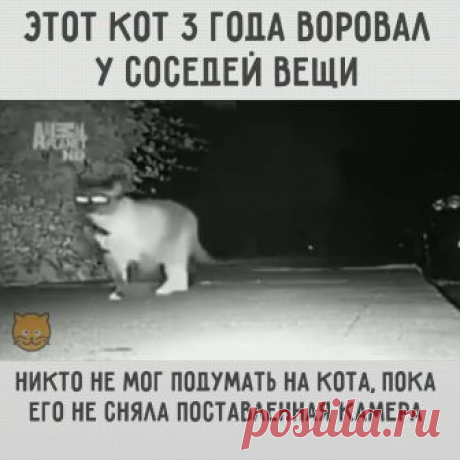 Кот - ворюга