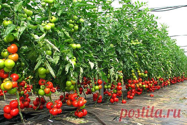 (17) Одноклассники