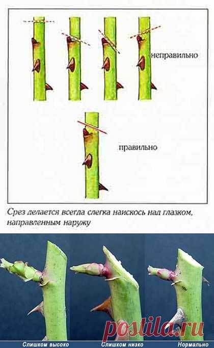 Как правильно обрезать розы на зиму: