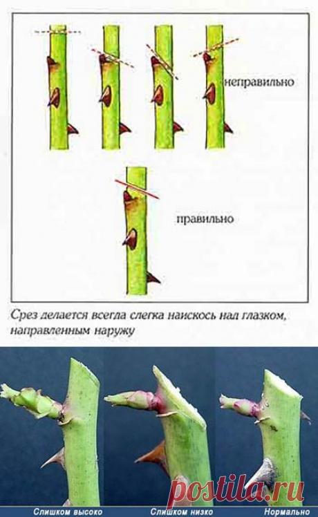 Как правильно обрезать розы на зиму: