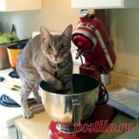 Коты-преступники - МирТесен