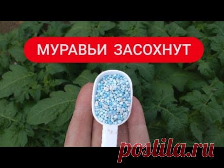 Я не верила, но от МУРАВЬЁВ помогло сразу, они просто засохли