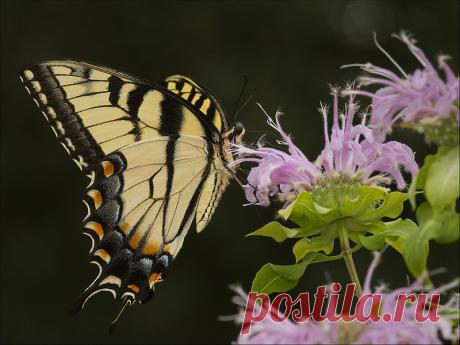 IMG_2878 9 Eastern Tiger Swallowtail (Papilio glaucus) nec… | Flickr