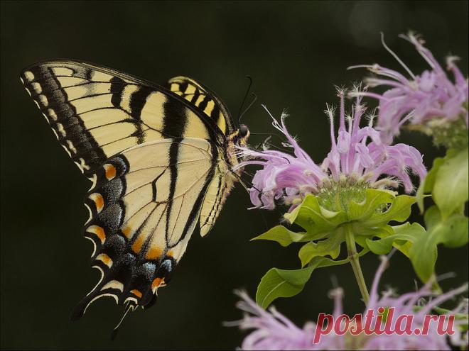 IMG_2878 9 Eastern Tiger Swallowtail (Papilio glaucus) nec… | Flickr