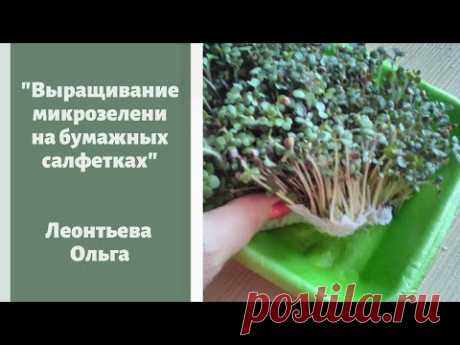 Выращивание микрозелени на бумажных салфетках дома без грязи. Леонтьева Ольга
