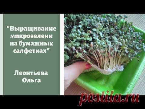 Выращивание микрозелени на бумажных салфетках дома без грязи. Леонтьева Ольга