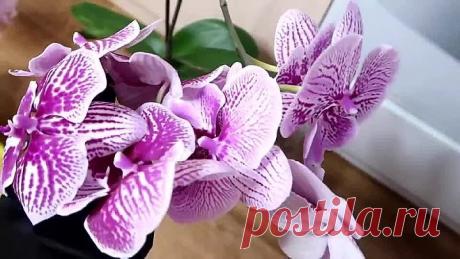 ОРХИДЕИ цветут как СУМАСШЕДШИЕ - рецепт настойки!