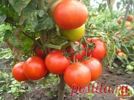 МОИ ЗАПОВЕДИ ВЫРАЩИВАНИЯ ТОМАТОВ 
 
В течение многих лет, что я занимаюсь огородничеством, мой интерес к томатам только растет. Постепенно у меня накопился большой опыт, благодаря которому сейчас урожаи у меня всегда такие, что нарадоваться не могу)))! 
Хочу поделиться своим опытом с вами. 
 
1. Первым делом вырастить хорошую, крепкую рассаду. Очень важно выбрать качественные семена. 
Лучше сеять в отдельные горшочки. Если посеяли в ящик, то распикируйте прямо в грунт тепл...