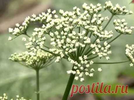 Сныть обыкновенная и ее лекарственные свойства. Применение и фото сныти.