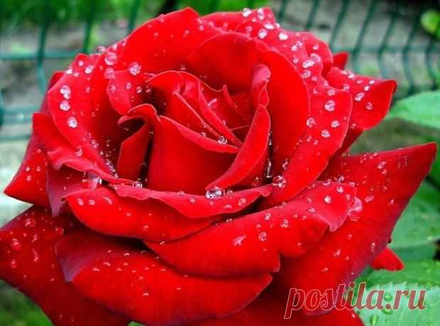 (25) Facebook