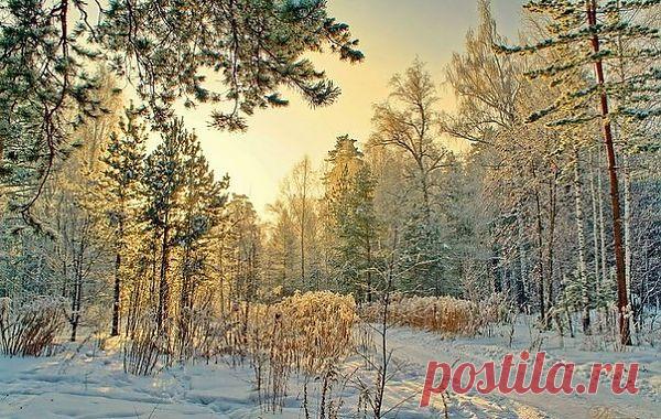 Зимний лес, Сибирь