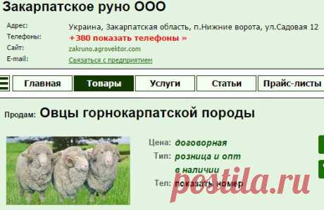 Овцы горнокарпатской породы — продам в п.Нижние ворота, фото, цена договорная - Закарпатское руно ООО : АгроВектор - Мир