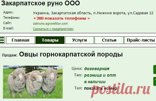 Овцы горнокарпатской породы — продам в п.Нижние ворота, фото, цена договорная - Закарпатское руно ООО : АгроВектор - Мир