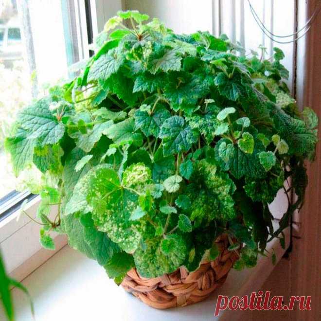 Комнатное растение Толмия (Tolmiea). Толмия - достаточно выносливое многолетнее растение, которое в североамериканских лесах может расти как почвопокровное. В домашних условиях растения из этого рода лучше всего выращивать как ампельные.