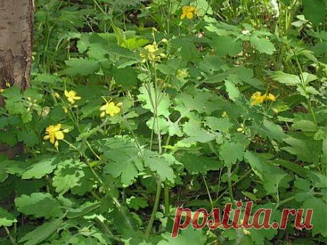 Очистит тело чистотел | Друг пенсионера
Когда у мужа только начал развивать­ся костный туберкулез, я чуть ли не выла от отчаяния. Совсем я не знала, как лечить эту болезнь, что делать, чем облегчить страдания мужа.