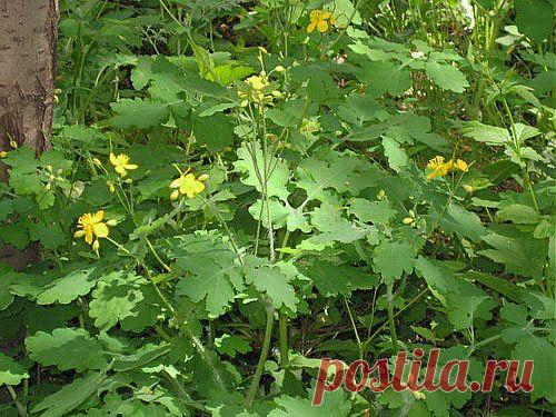 Очистит тело чистотел | Друг пенсионера
Когда у мужа только начал развивать­ся костный туберкулез, я чуть ли не выла от отчаяния. Совсем я не знала, как лечить эту болезнь, что делать, чем облегчить страдания мужа.