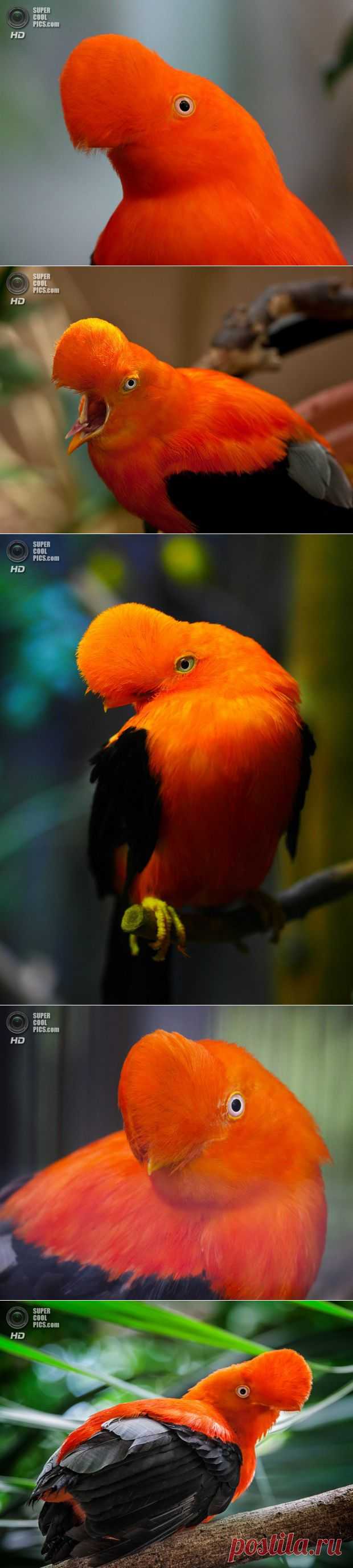 Скальный петушок, необычный гребешок | MirFactov &#8212; всё самое интересное!