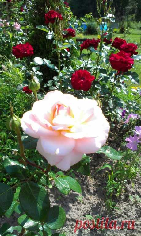 Сад Сергея Маланина | Самоцветик