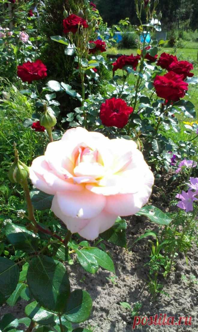 Сад Сергея Маланина | Самоцветик