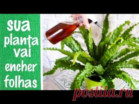 Esse liquido faz sua planta explodir de folhas (confiram o resultado) - samambaia asplênio