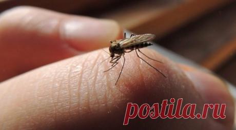 Народное средство от комаров / Домоседы