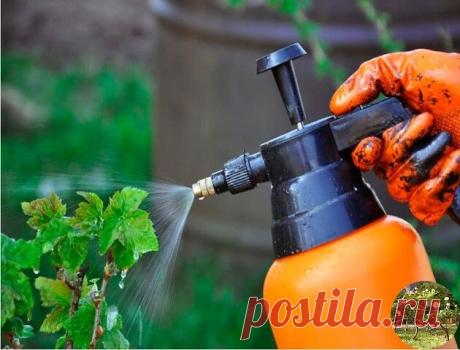 Рецепты растворов от тли: как правильно приготовить и применять
Березовый деготь
Вязкая маслянистая жидкость, полученная путем сухой перегонки древесины березы, обладает мощными инсектицидными и репеллентными свойствами. Дегтярные настои защищают ваши посадки не только от тлей, но и от муравьев, являющихся их разносчиками по участку. В садоводстве березовый деготь используют в виде водных растворов с мылом. Можно применять как чистый деготь, так и дегтярное мыло, изготовле...