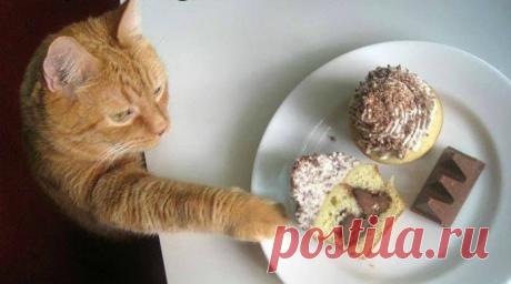 сладкоежка