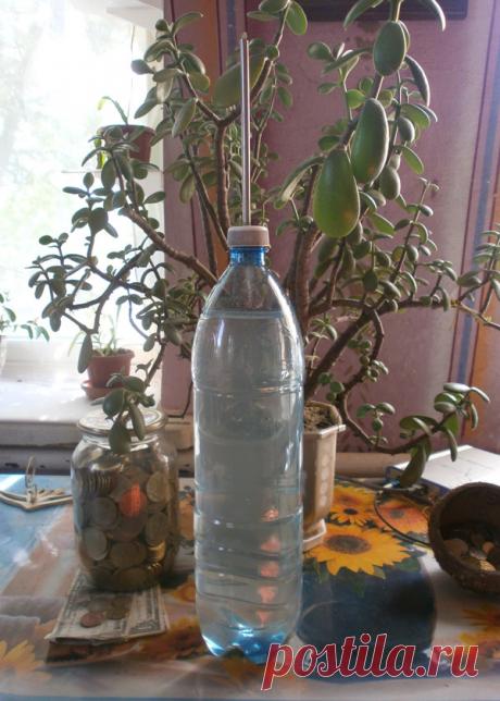 Как правильно поливать комнатные растения