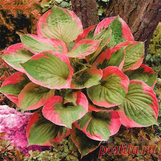 Красная хоста