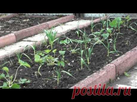 Мотыга и плоскорез «Фокина» в работе. - YouTube