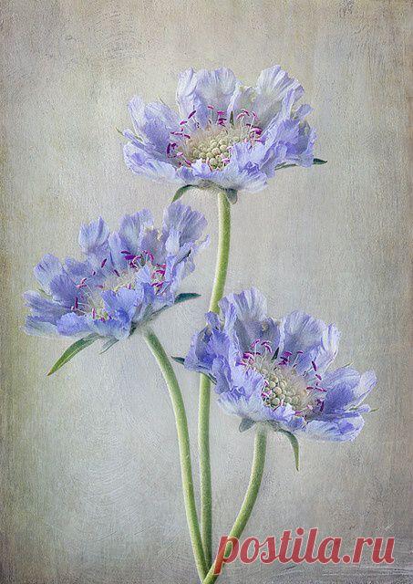 Найдено на сайте flickr.com.